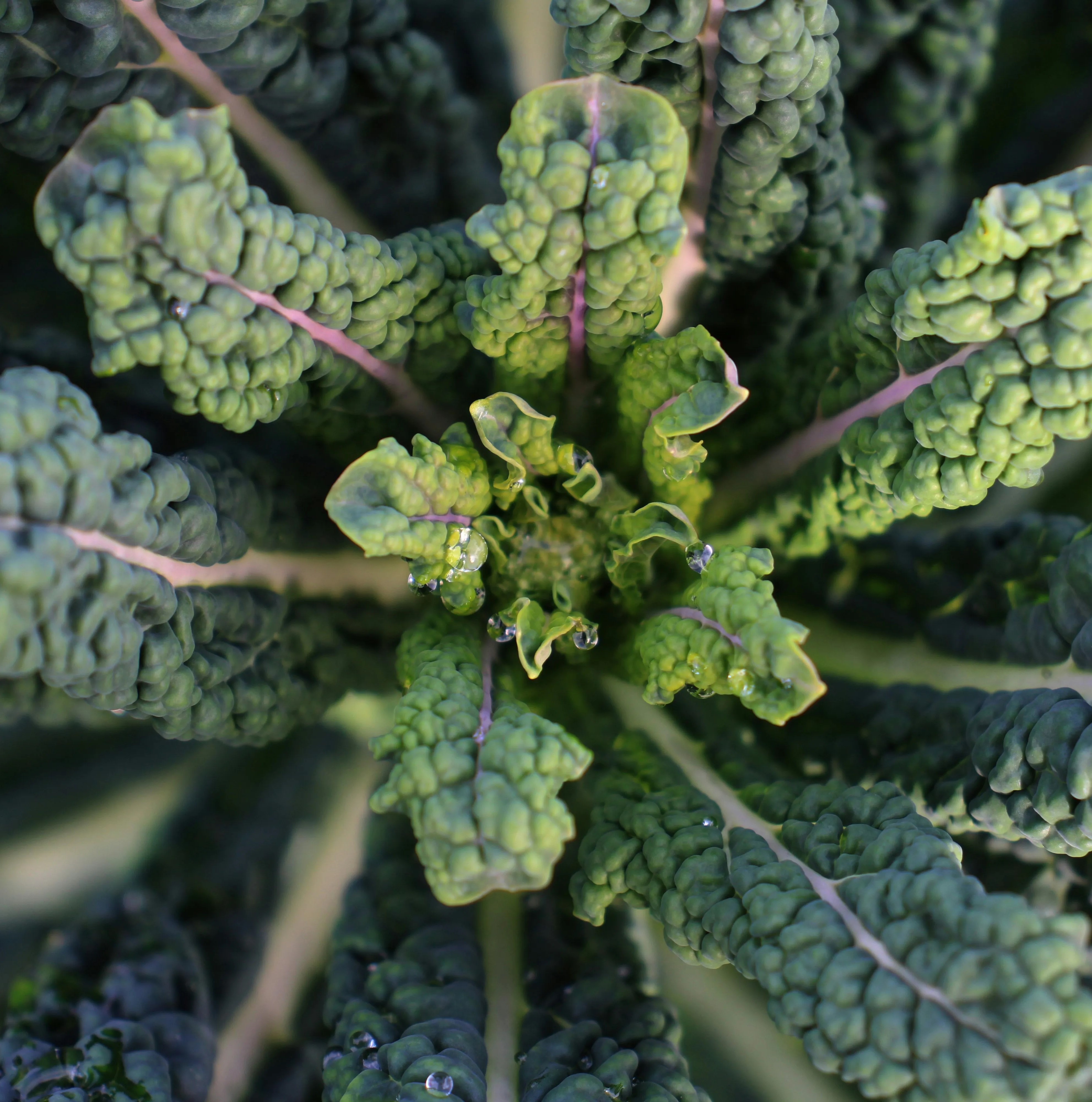 Cavolo nero, il protagonista di marzo!